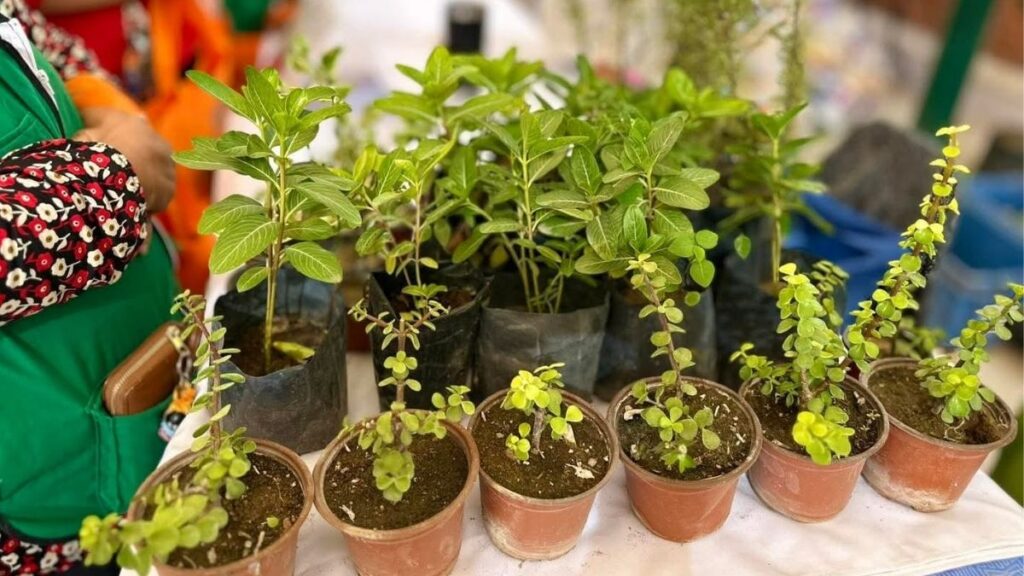 Torreón Establece un Nuevo Récord en la Plantación de Árboles en 2025