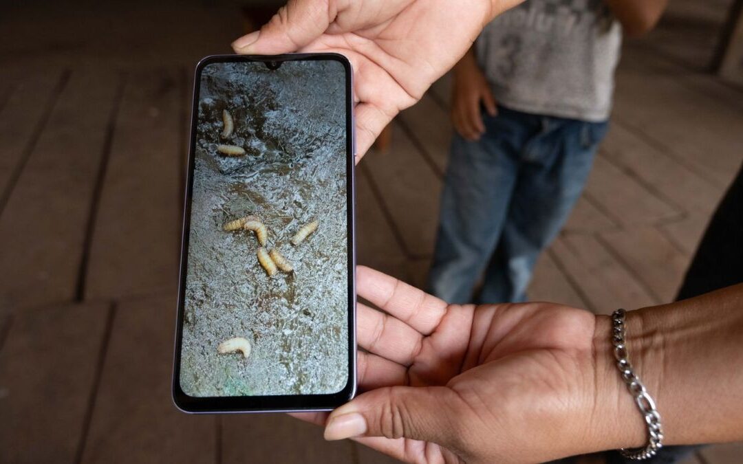 Primera Detección de Gusano Barrenador en Ganado de Edomex: Medidas de Prevención Activas