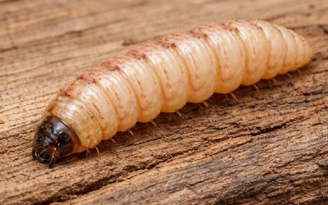 ¿Qué es la miasis? Síntomas y prevención del gusano barrenador en Santa Bárbara