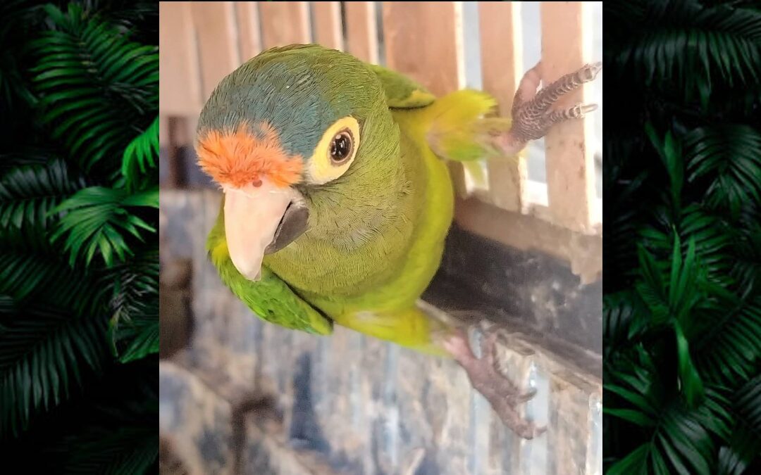 Operativo en Michoacán: Aseguran más de 40 animales exóticos como ‘regalos’ por el Día de Reyes