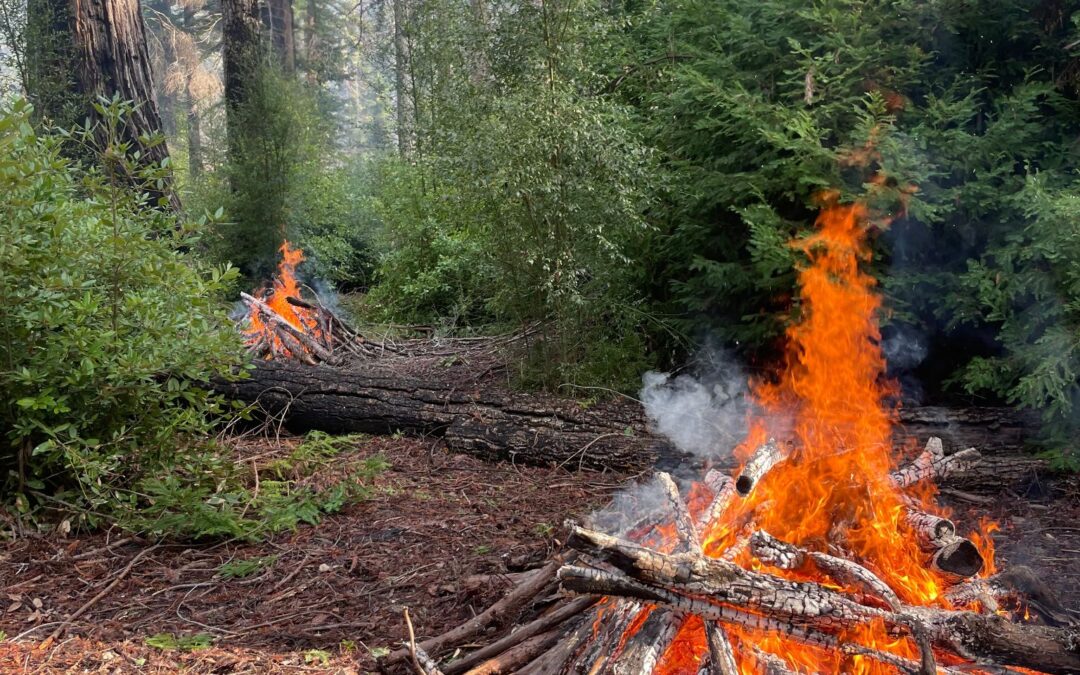 Realizan quema controlada en Big Basin Redwoods para fortalecer la salud del bosque