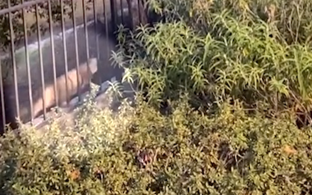 Nuevo avistamiento de puma en Watsonville mantiene en alerta a las autoridades