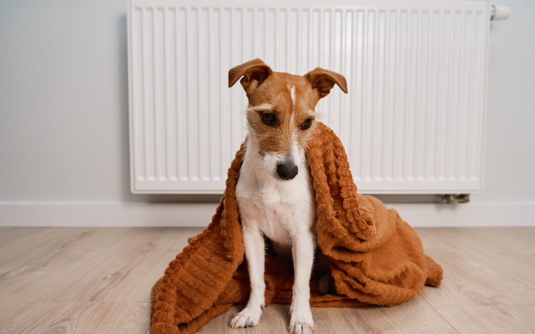 Denver Lanza Programa para Ayudar con Depósitos de Mascotas y Evitar Entregas en Refugios