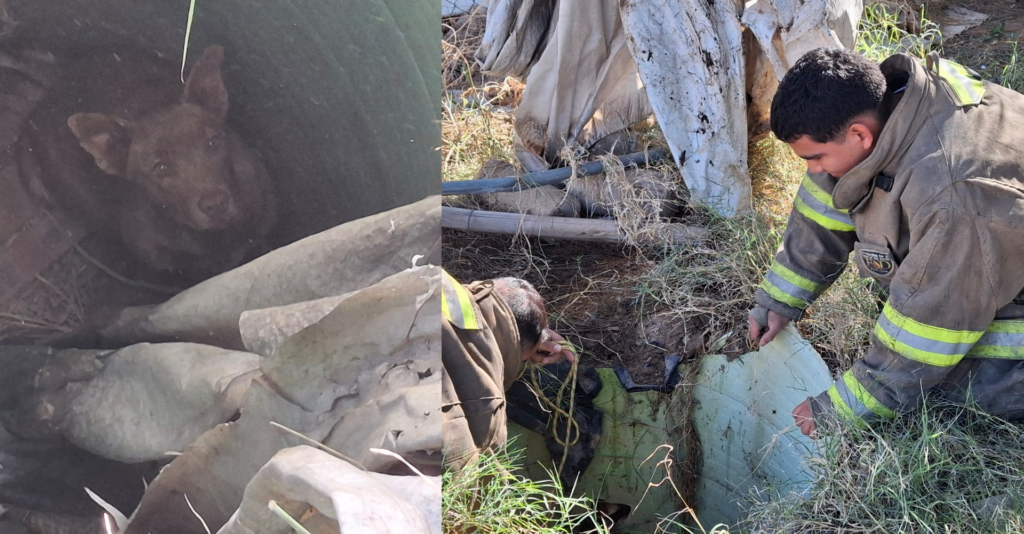 Rescate de perros: Tres animales salvados de un pozo en la colonia Partido Iglesias