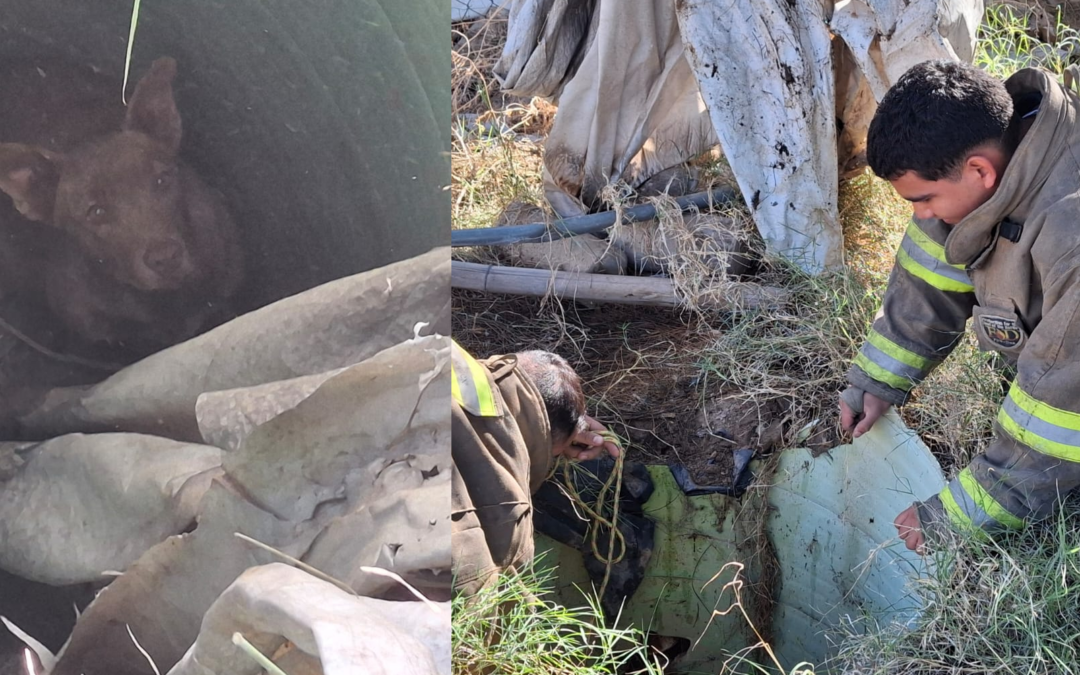 Rescate de perros: Tres animales salvados de un pozo en la colonia Partido Iglesias