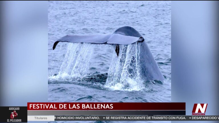 Festival De Ballenas: Festival De Las Ballenas En Monterey: Un Evento Para No Perderse festival de ballenas