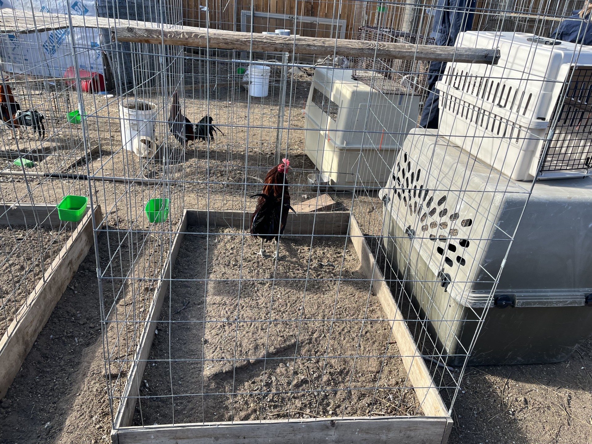 Decomiso de aves en Commerce City: Un caso de peleas de gallos y maltrato animal
