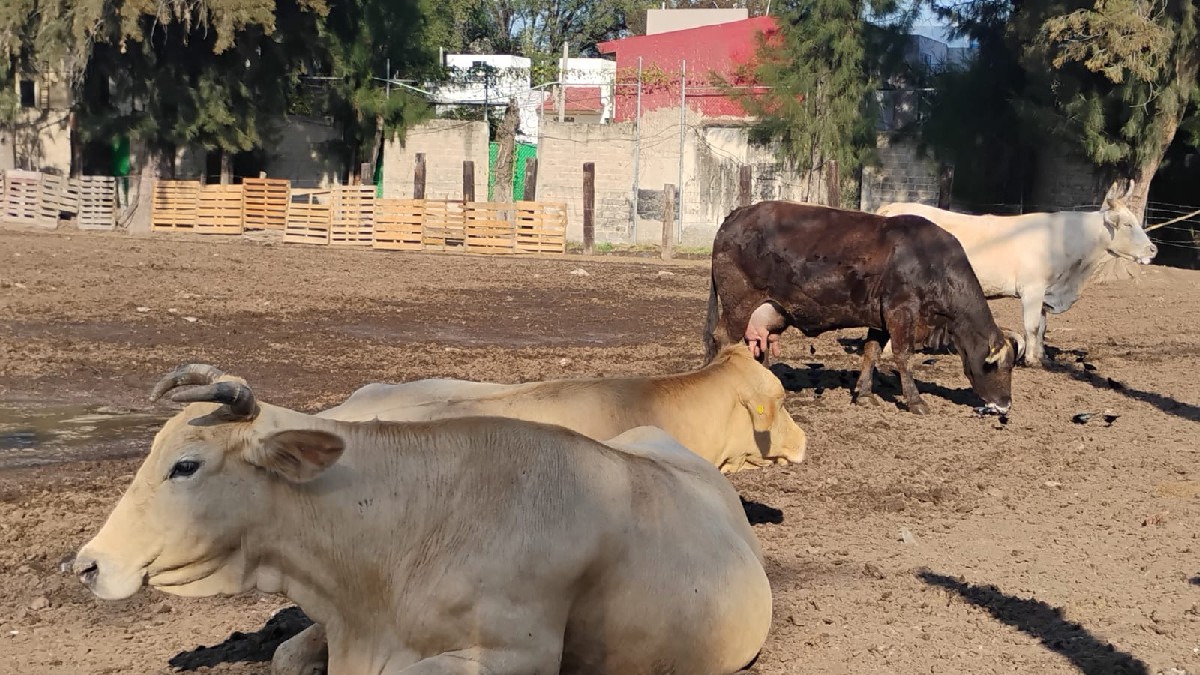 Garrapatas en Tlaquepaque: Vecinos alertan sobre foco de infección en Tres Pinos