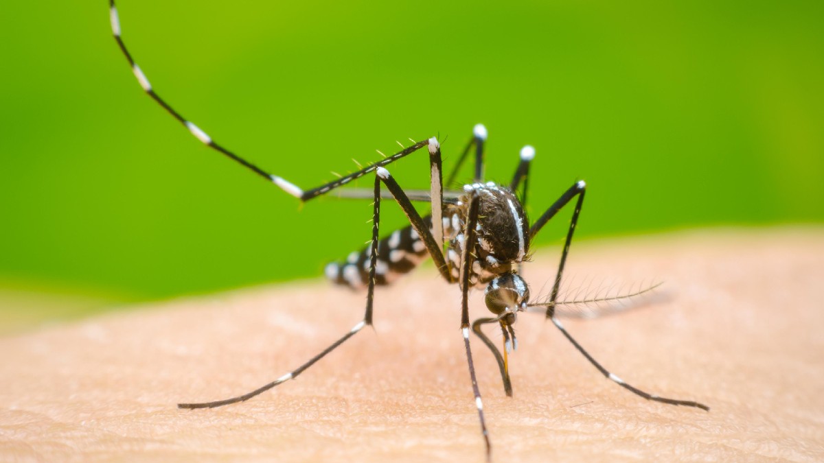 Jalisco en el Tercer Lugar Nacional en Casos de Dengue: ¿Aumento o Disminución de Incidencias?
