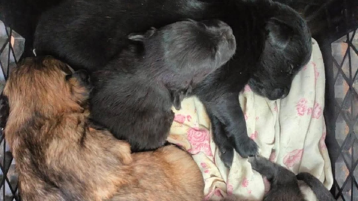 Cachorritos en Adopción: Urgente Llamado para Familias tras Abandono en Bomberos Colón