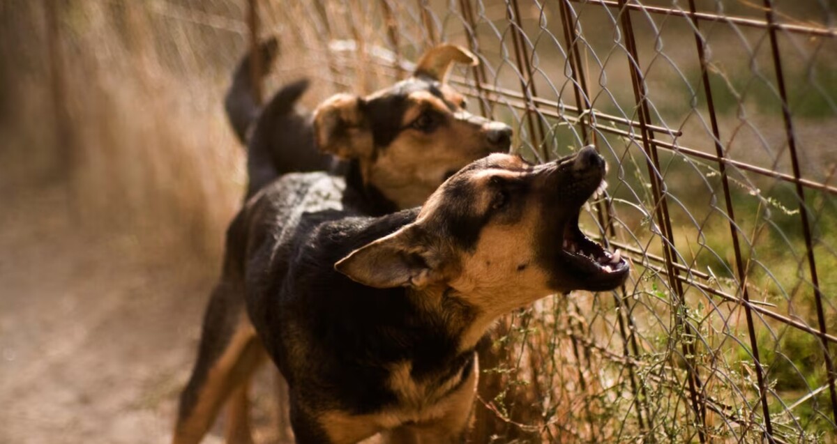 Trágico caso en Michoacán: Perros atacan y matan a niño de 3 años; la madre enfrenta cargos