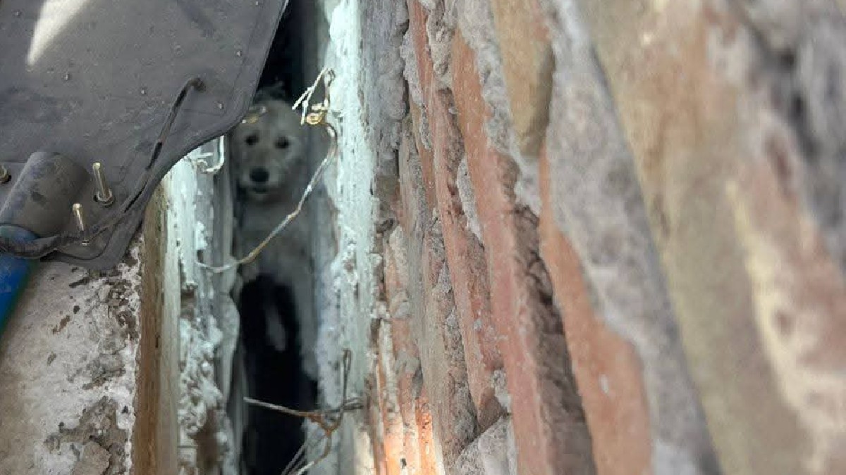 Bomberos en San Pedro Logran Rescate Heroico de Perrito Atrapado en Zanja de Construcción