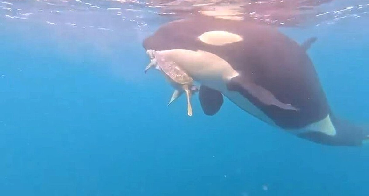 Pescadores de Colima Capturan en VIDEO a Orcas Devorando Tortuga Marina