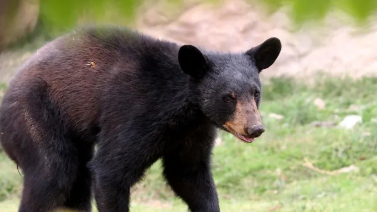 Ataque de Oso a Cuidador Durante Espectáculo Genera Debate en Redes Sociales