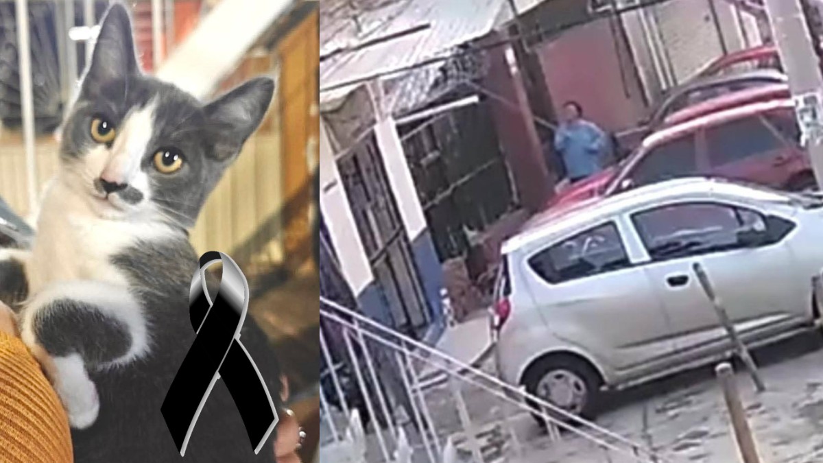 Gerónimo N: Exfuncionario en Proceso por la Muerte del Gatito Gary en Guanajuato