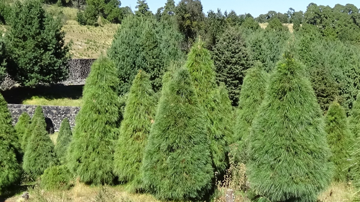 Descubre los Mejores Árboles de Navidad Naturales en Querétaro 2025: Ubicación y Precios