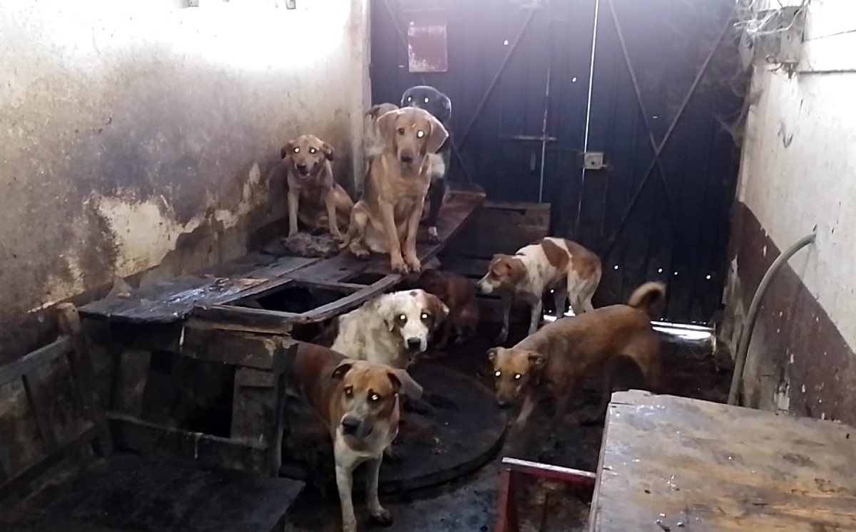 Tlaquepaque Aprueba Nuevas Sanciones para Combatir el Maltrato Animal
