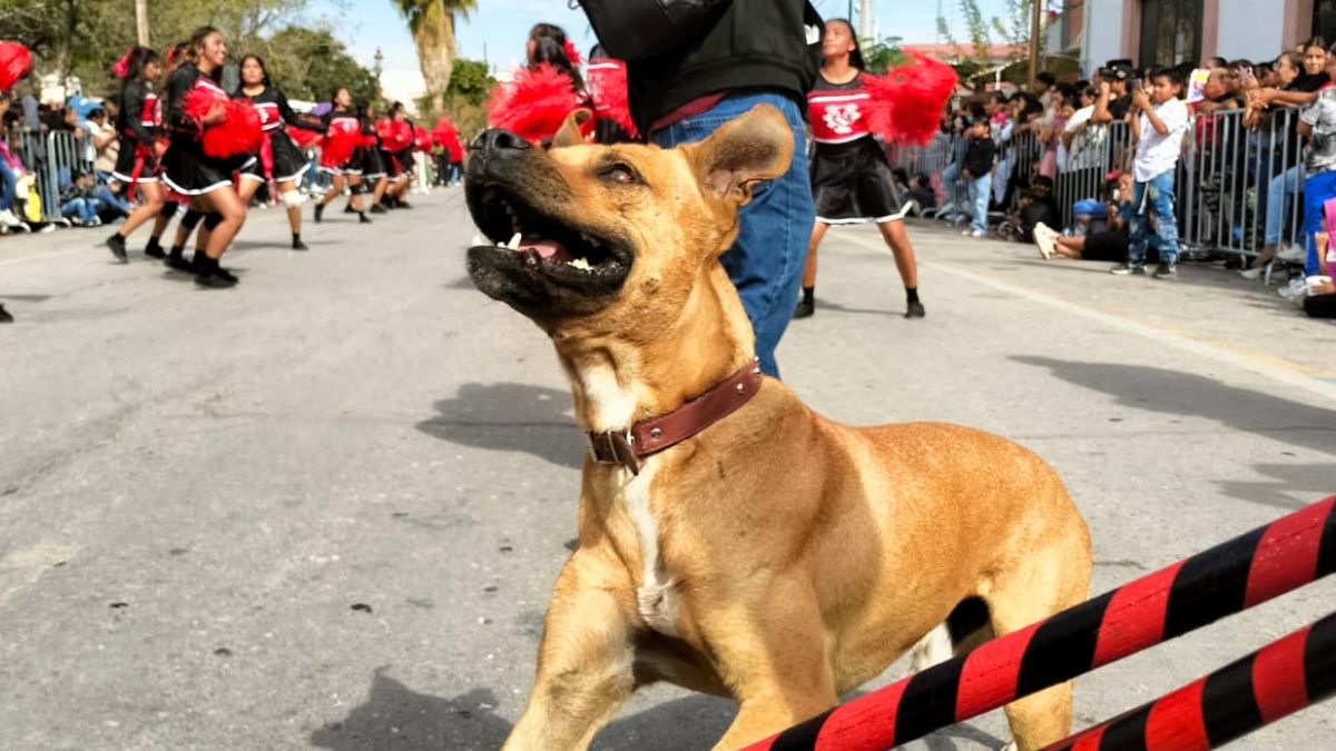 ¡Ayuda para encontrar a Toño! El perro bailarín de San Pedro que conquistó La Laguna